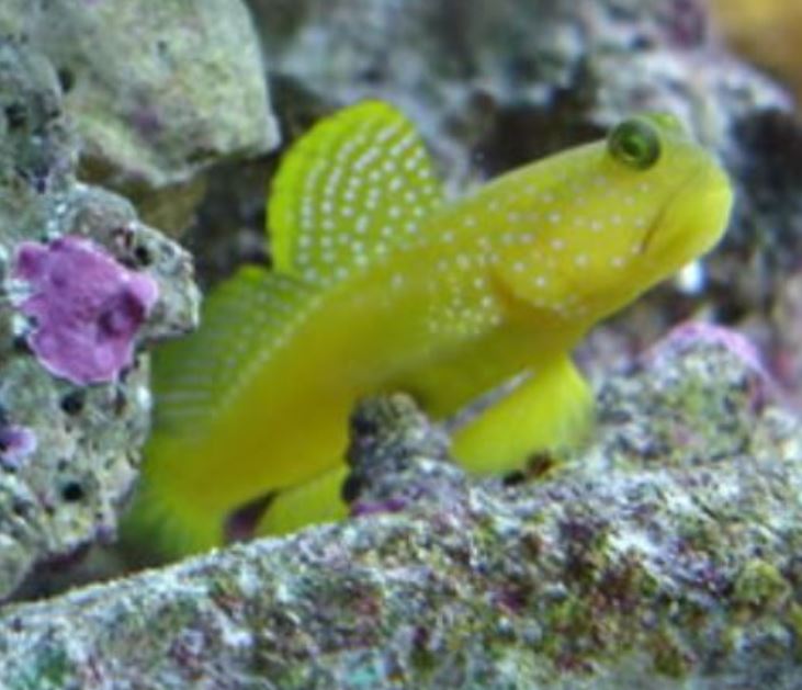 Live 6/25/26 Watchman, False Yellow Spotted Goby