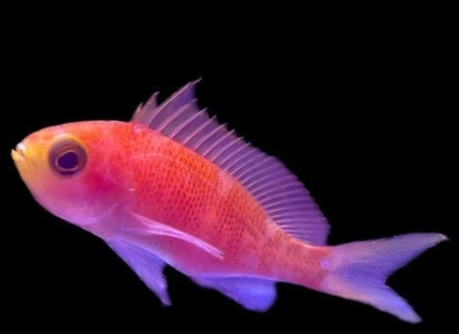 Live 4/18/24 Randall's Anthias - Coral's Coral Fish