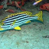 Live 8/20/26 Striped Sweetlips