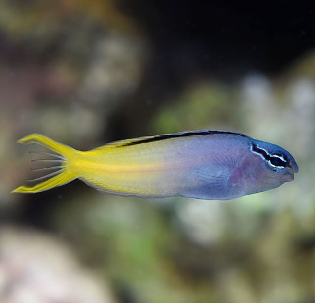 Forktail Blenny
