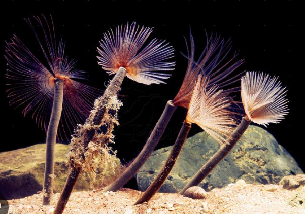 Fountain Feather Duster
