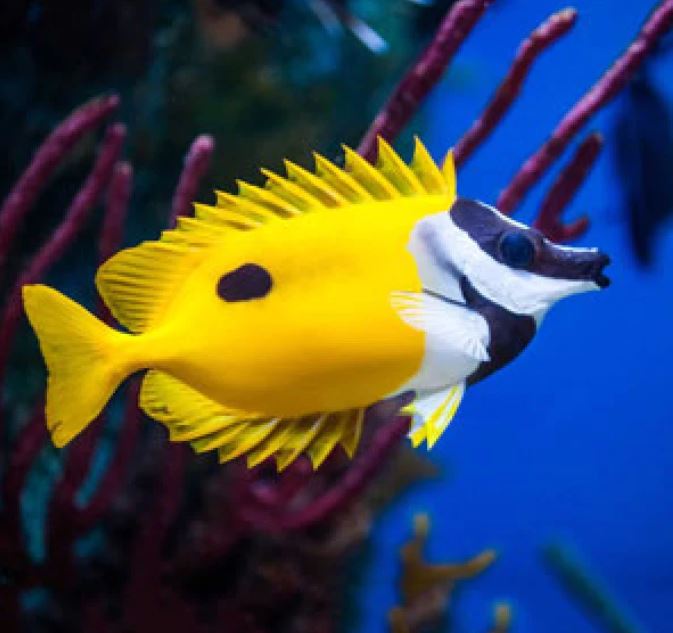 One Spot Foxface Rabbitfish