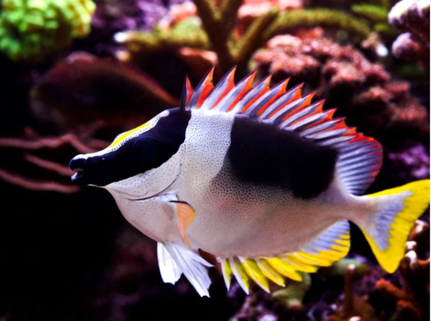 Magnificent Foxface Rabbitfish