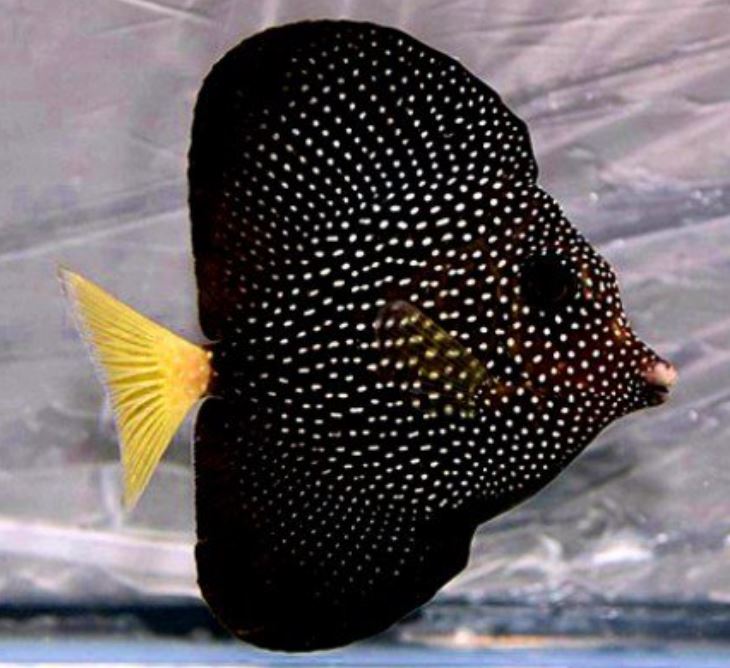 Live 4/27 Gem Tang
