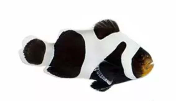 Premium Black Gladiator Clownfish