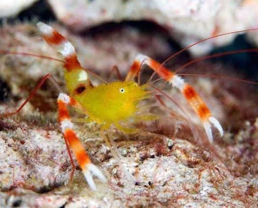 Live 6/4/26 Gold Coral Banded Shrimp