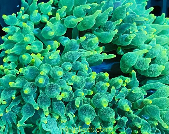 Green Bubble Tip Anemone