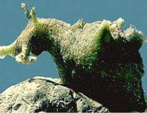 Green Sea Hare Nudibranchs