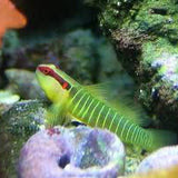 Live 6/4/26 Green Banded Goby