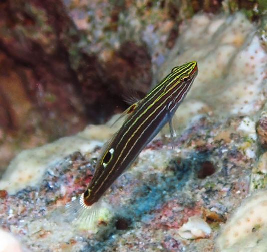 Live 7/23/26 Hector's Goby