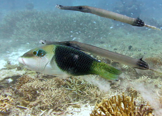 Banner Half & Half Thicklip Wrasse MAC Certified