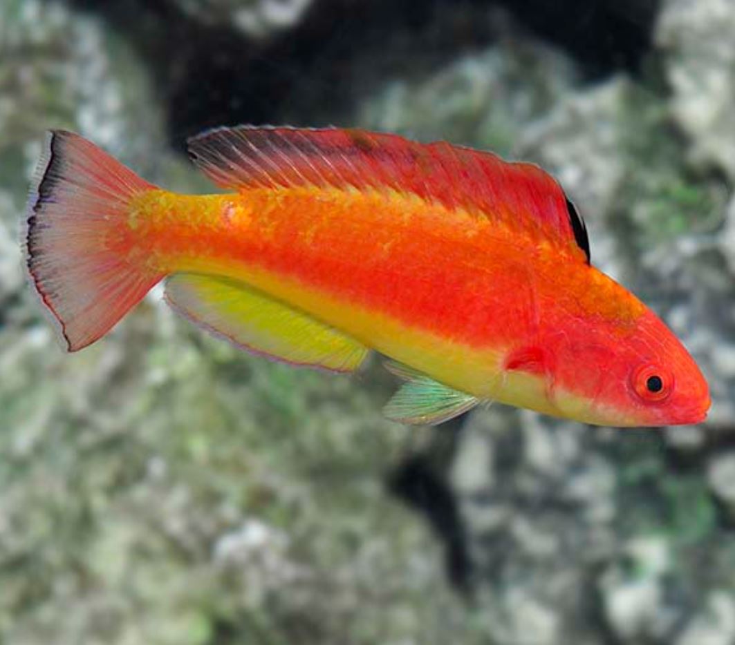 Hooded Flame Male Fairy Wrasse