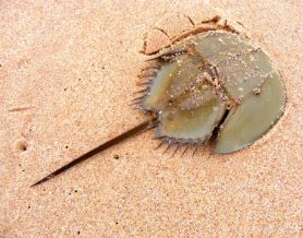 Live 7/23/26 Horseshoe Crab