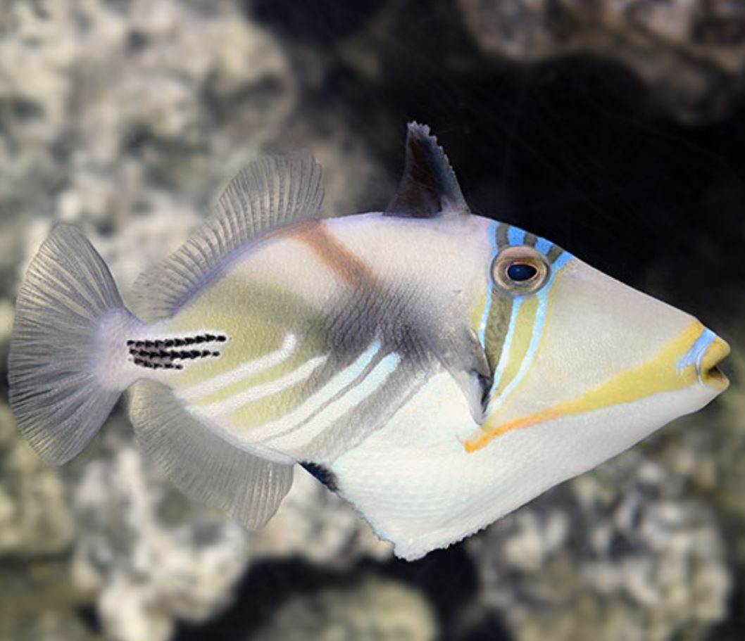 Humu Humu Triggerfish