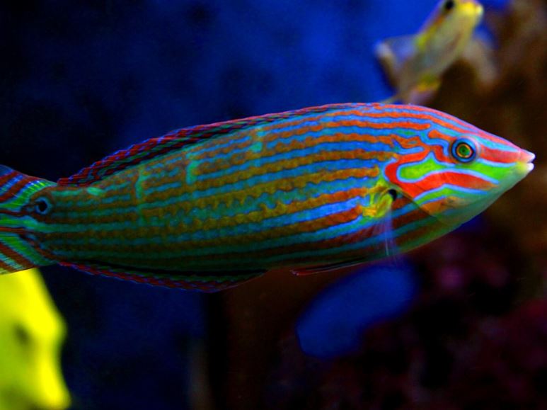 Live 4/18/24 Melanurus Wrasse - Coral's Coral Fish