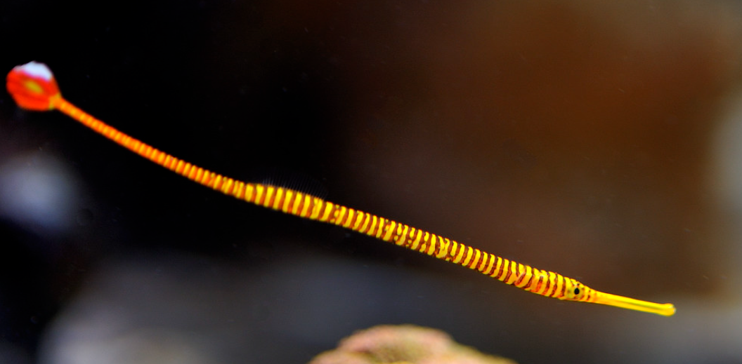 Red Banded Pipefish