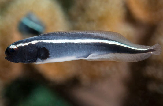 Neon Engineer Goby