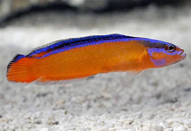 *Neon Dottyback
