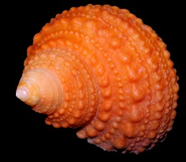 Orange Turbo Snail