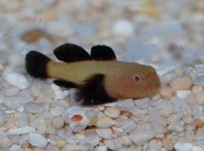 Panda Goby