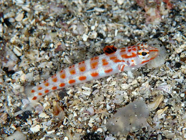 Redspotted Sandperch Blenny