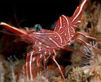 Peppermint Shrimp