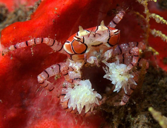 Pom Pom Crab