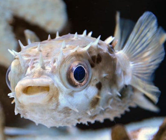 Porcupine Puffer