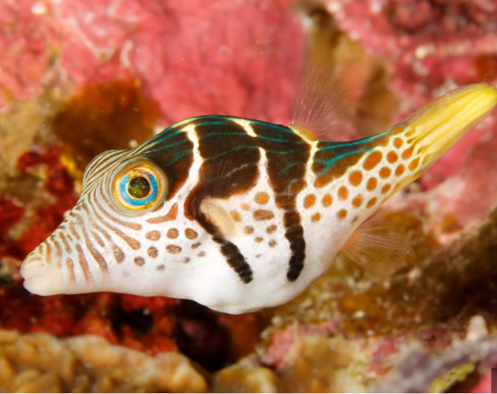 Saddled Valentini Puffer