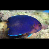 Pacific Pygmy Angel