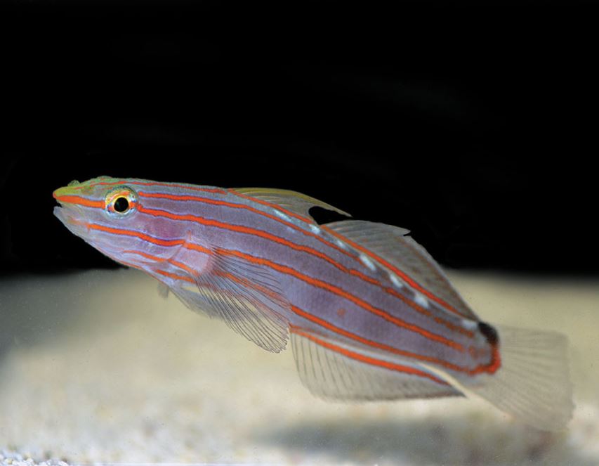 LIVE 6/4/26 Rainfordi (Court Jester) Goby