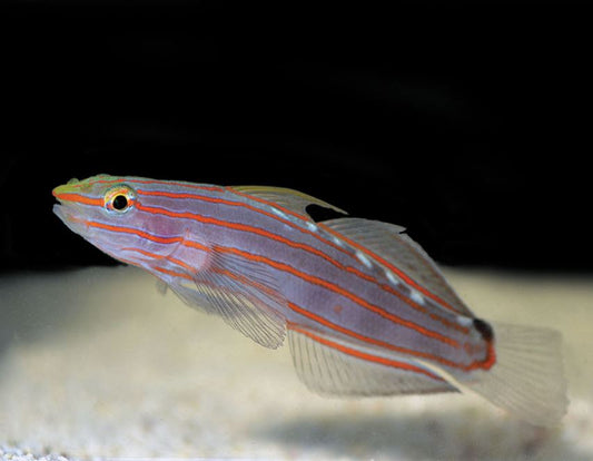 Rainfordi (Court Jester) Goby