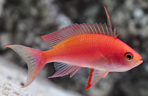 Live 4/18/24 Randall's Anthias - Coral's Coral Fish
