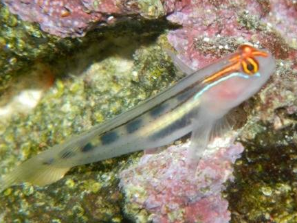 Red Cap Goby