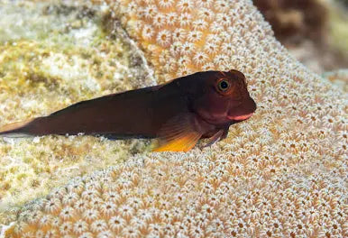 Redlip Blenny