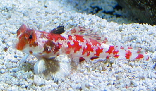 Starry Red Scooter Dragonet