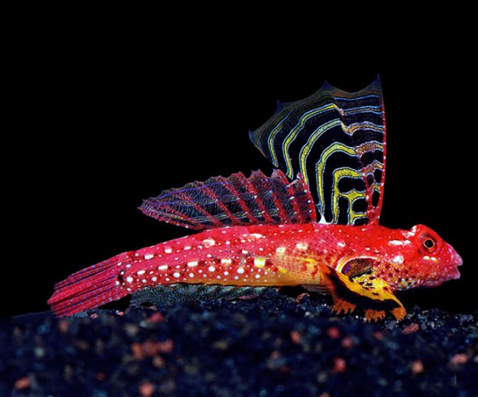 Live 6/4/26 Ruby Red Dragonet