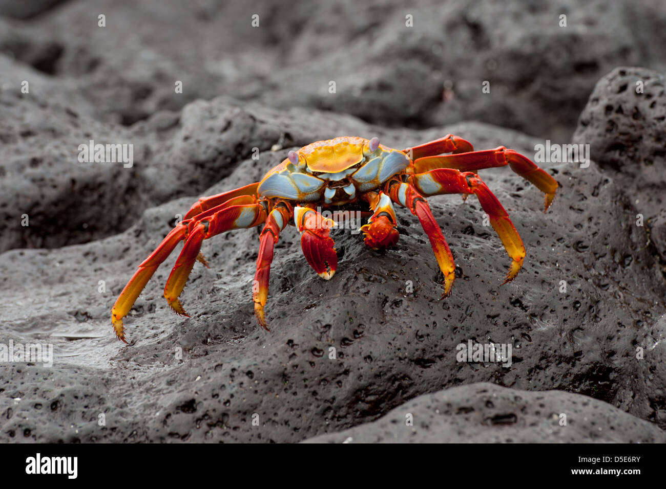 Sally Lightfoot Crab