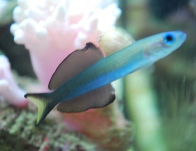 Live 6/11/26 Scissortail Goby