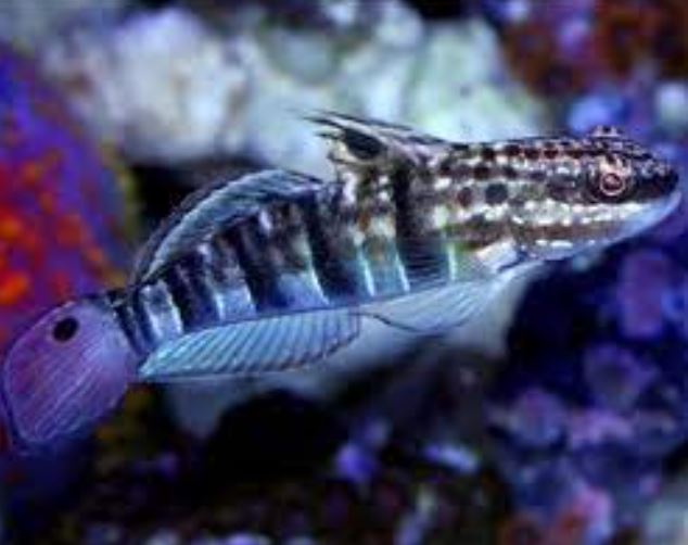 Live 6/4/26 Sleeper Banded Goby