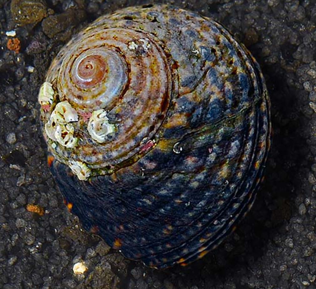 Live 6/4/26 Margarita Turbo Snail