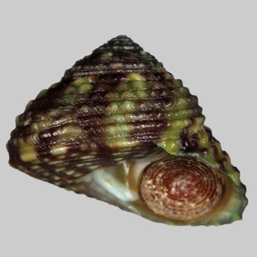 Live 7/23/26 Green Spiral Margarite Snail