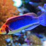 Red Head Solon Fairy Wrasse
