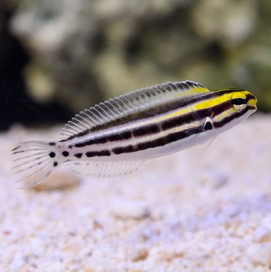 Striped Cateye (Zebra) Blenny