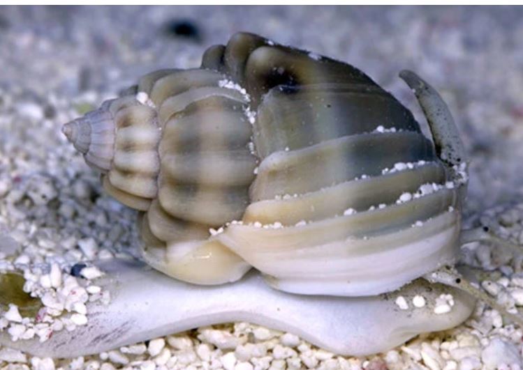 Super Nassarius Snail