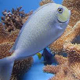 Live 6/18/26 Spotted Unicorn Tang