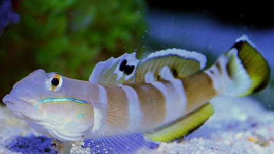 Live 7/23/26 Watchman Tiger Wardi Goby