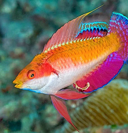 Tono's Fairy Wrasse