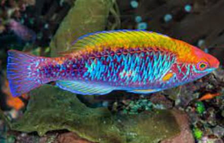 Live 6/4/26 Tricolor Fairy Wrasse