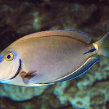 Live 6/4/26 Ocean Surgeon Tang